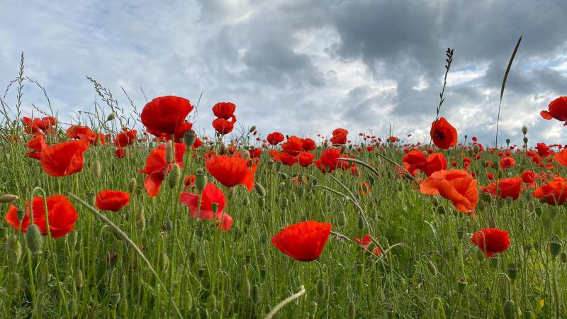 Mohn