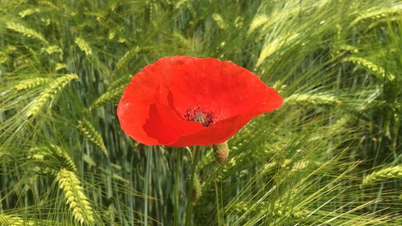 Mohn
